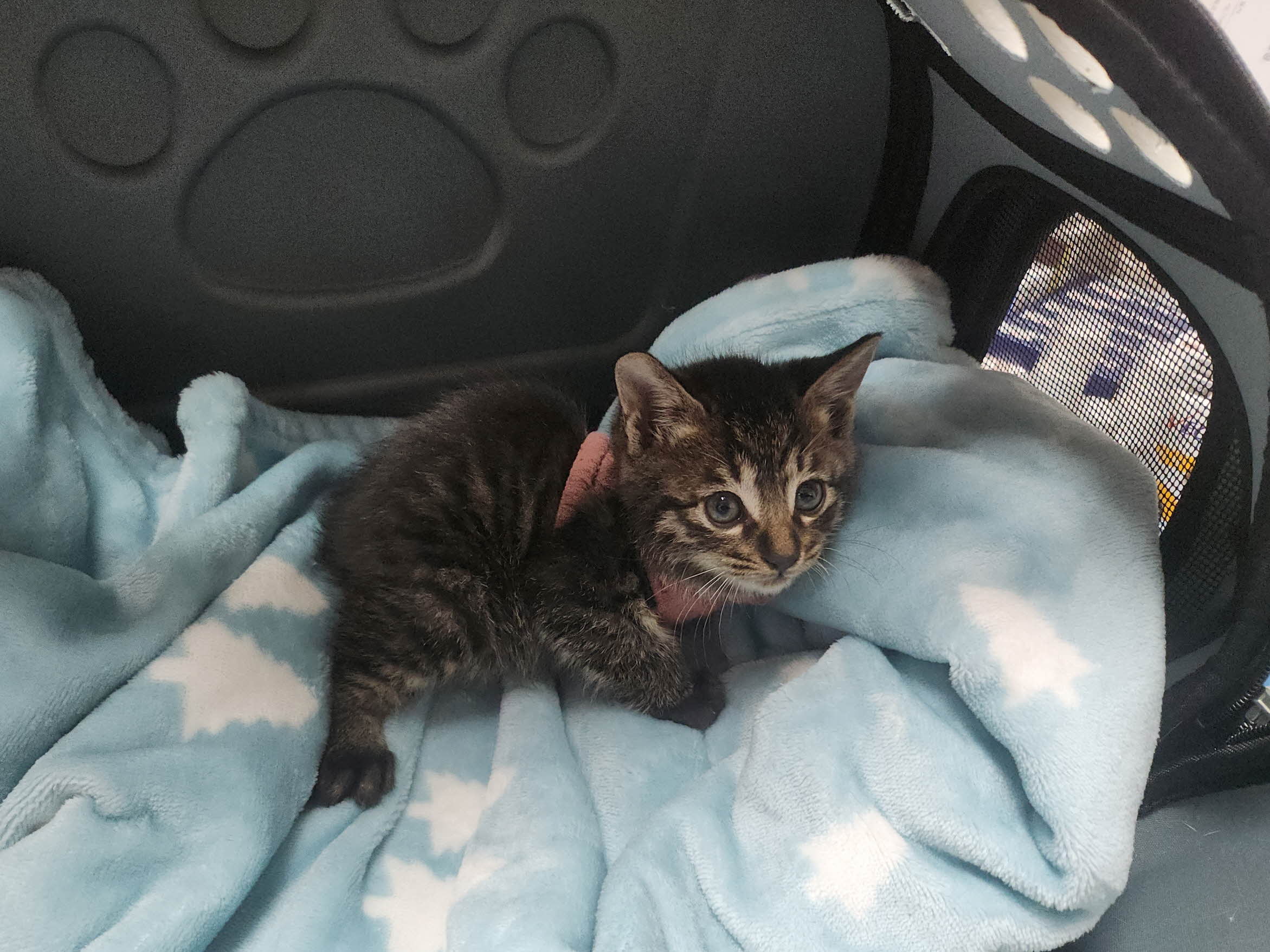 보호중 한국 고양이…